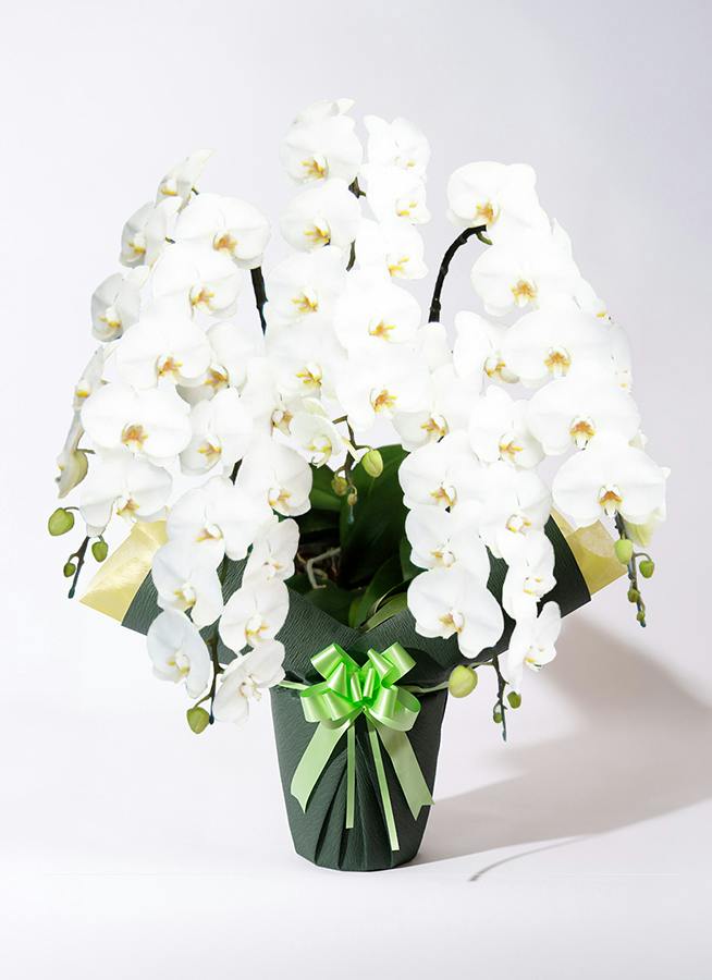 胡蝶蘭大輪 白 5本立ち 65輪〜73輪前後 | 胡蝶蘭ならHitoHana(ひとはな)
