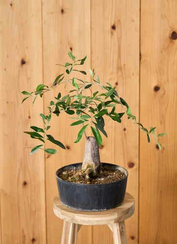 観葉植物 オリーブ 8号 創樹 プラスチック鉢 | 観葉植物ならHitoHana