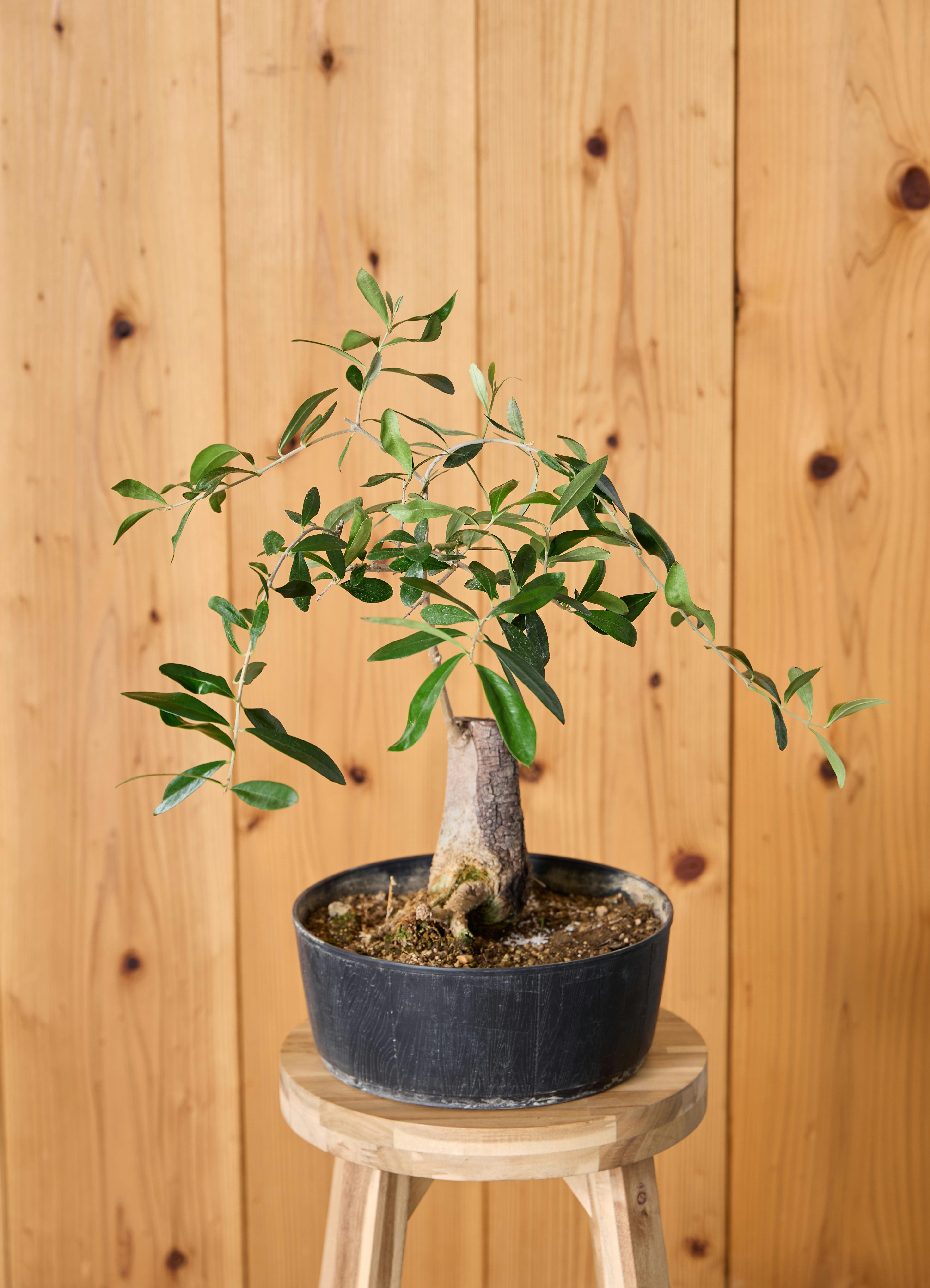 オリーブの木 ルッカ | 観葉植物 | 送料無料でお届け - Hitohana（ひと