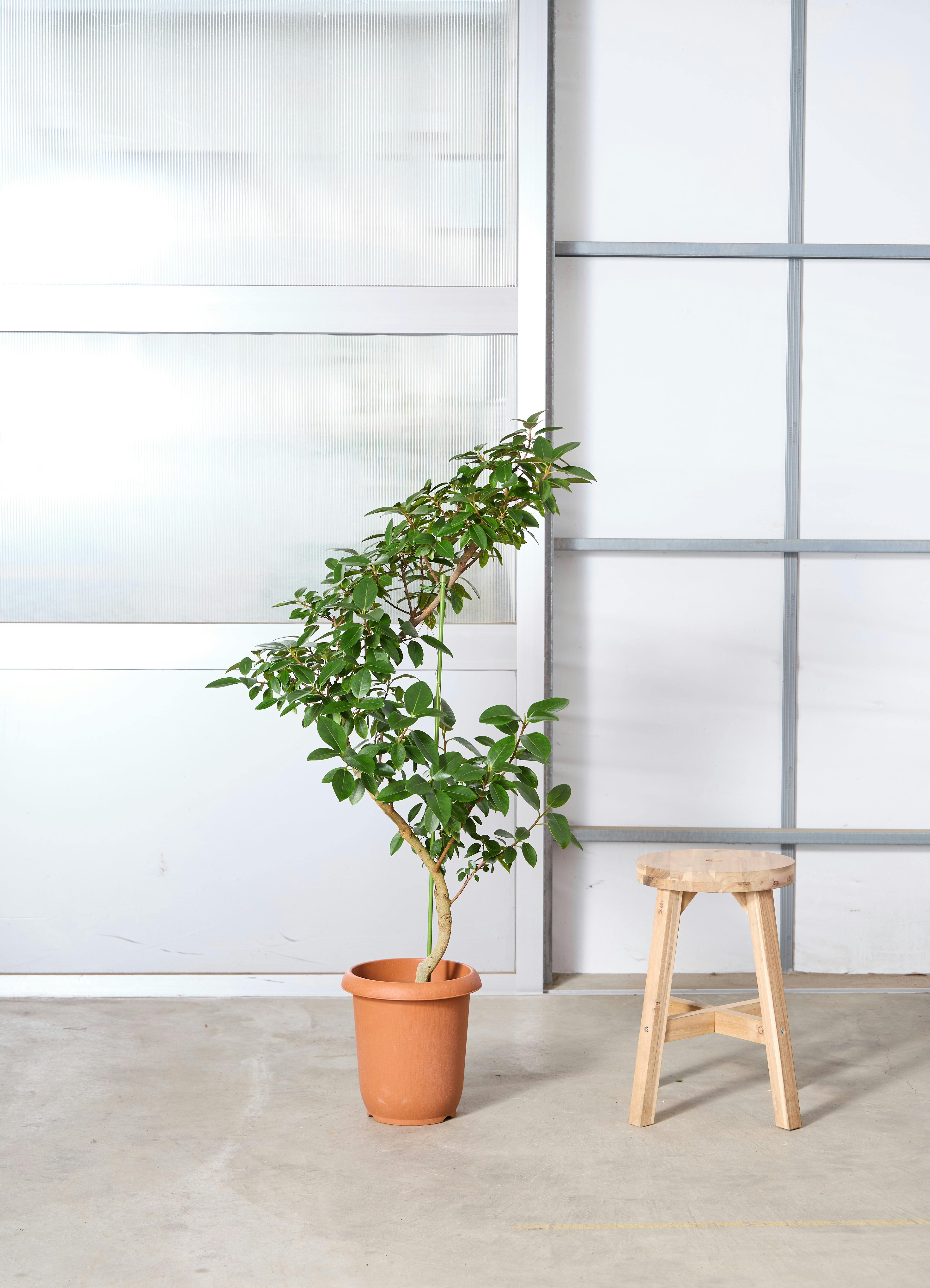フランスゴムの木 | 観葉植物の通販ならHitoHana（ひとはな）