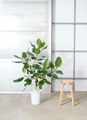 観葉植物 フィカス アルテシーマ 8号 ストレート プラスチック鉢