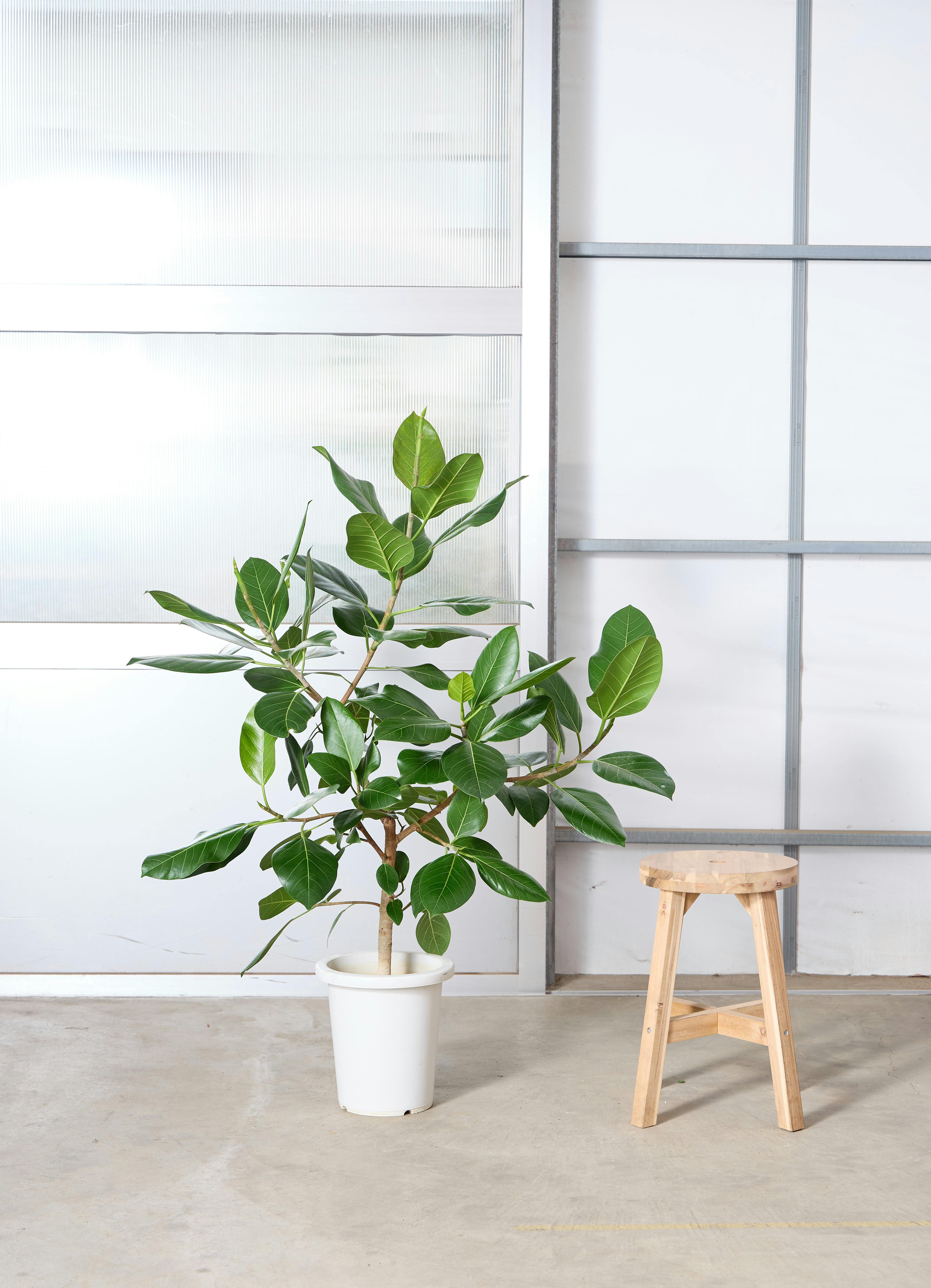 フィカス アルテシーマ 8号 | 観葉植物通販HitoHana(ひとはな)