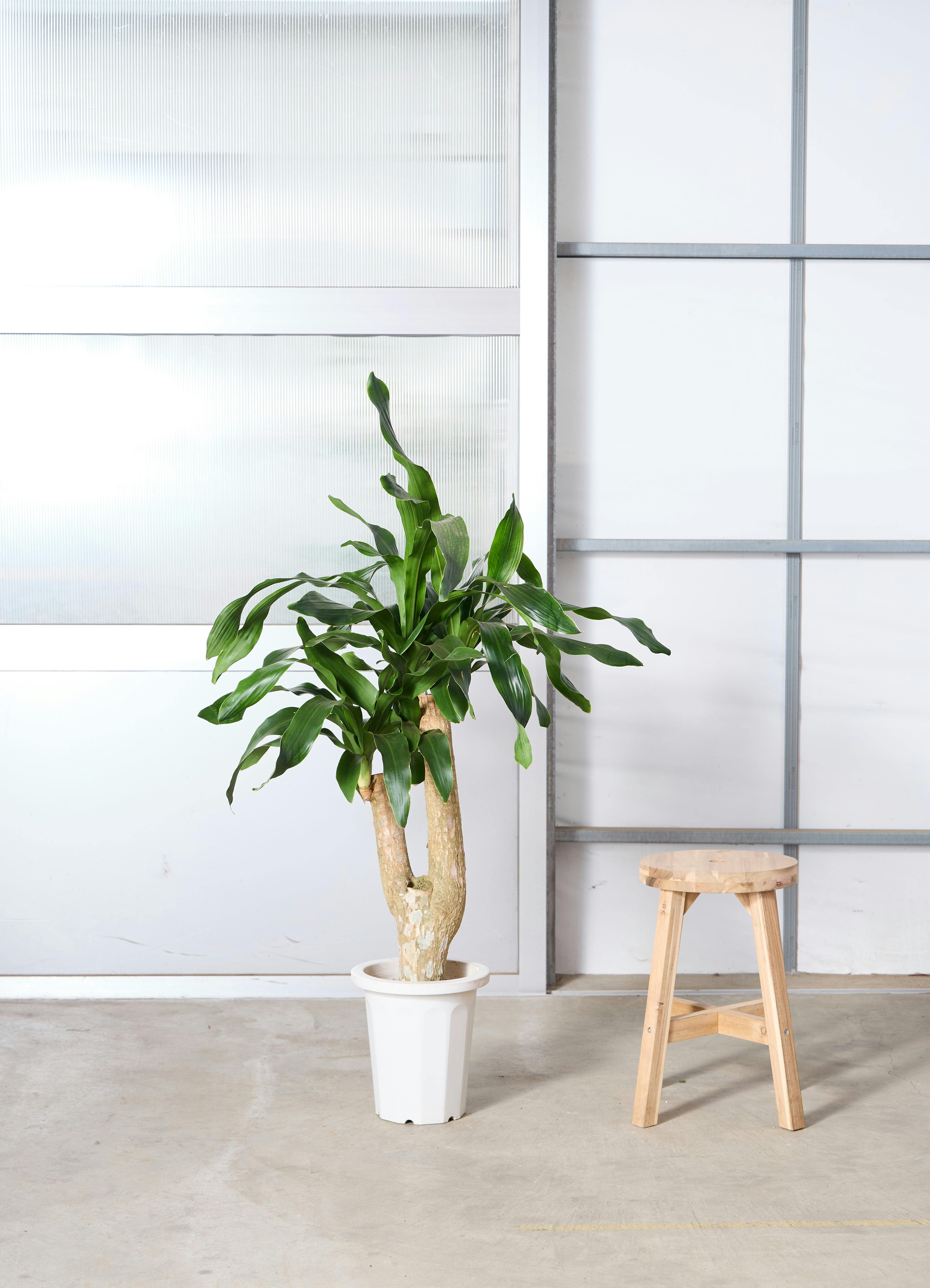 ドラセナ 8号 | 観葉植物の通販ならHitoHana（ひとはな）
