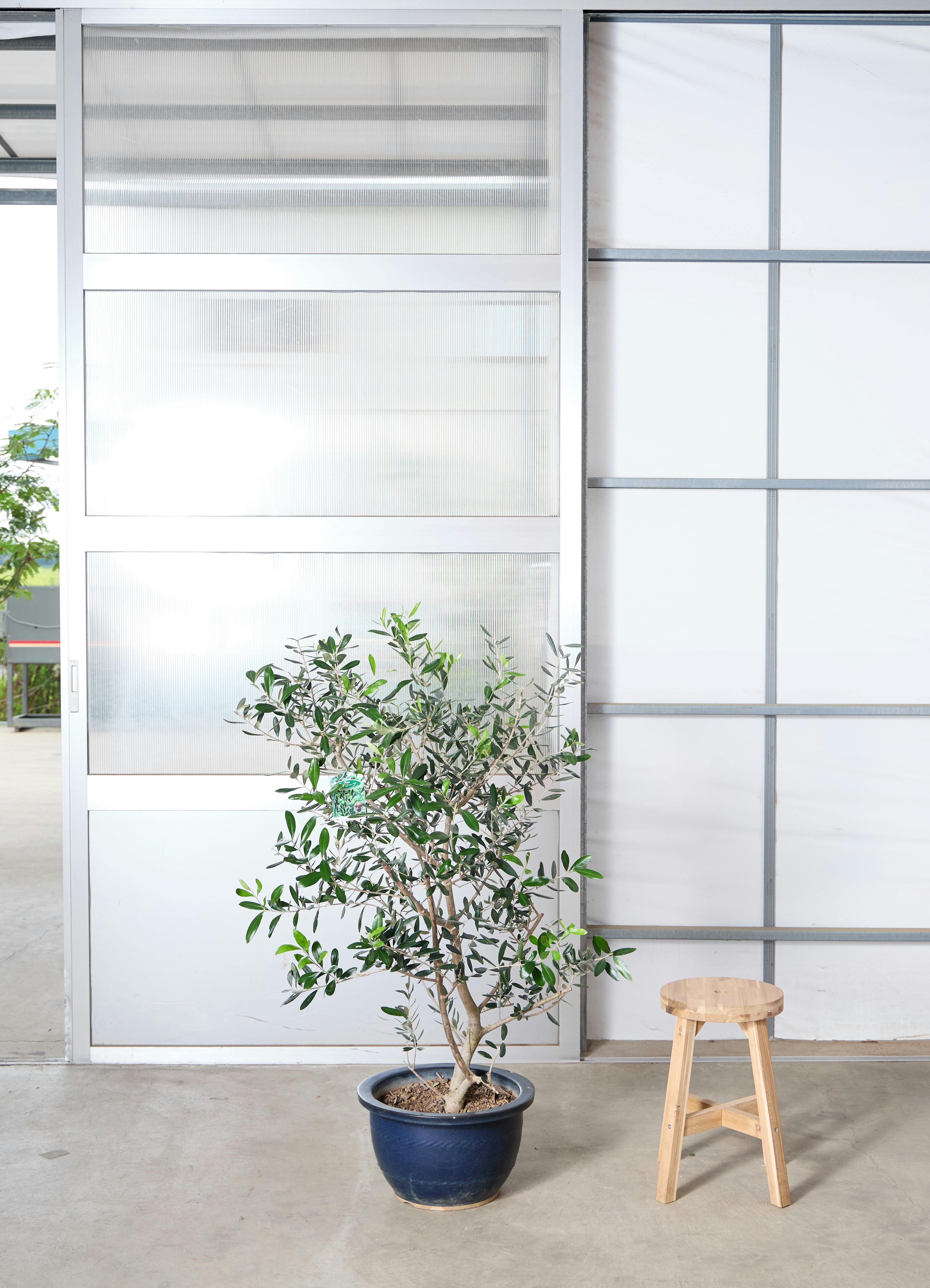 観葉植物 オリーブの木 【155cm】13号 ミッション 陶器鉢 #70104 ※1都3