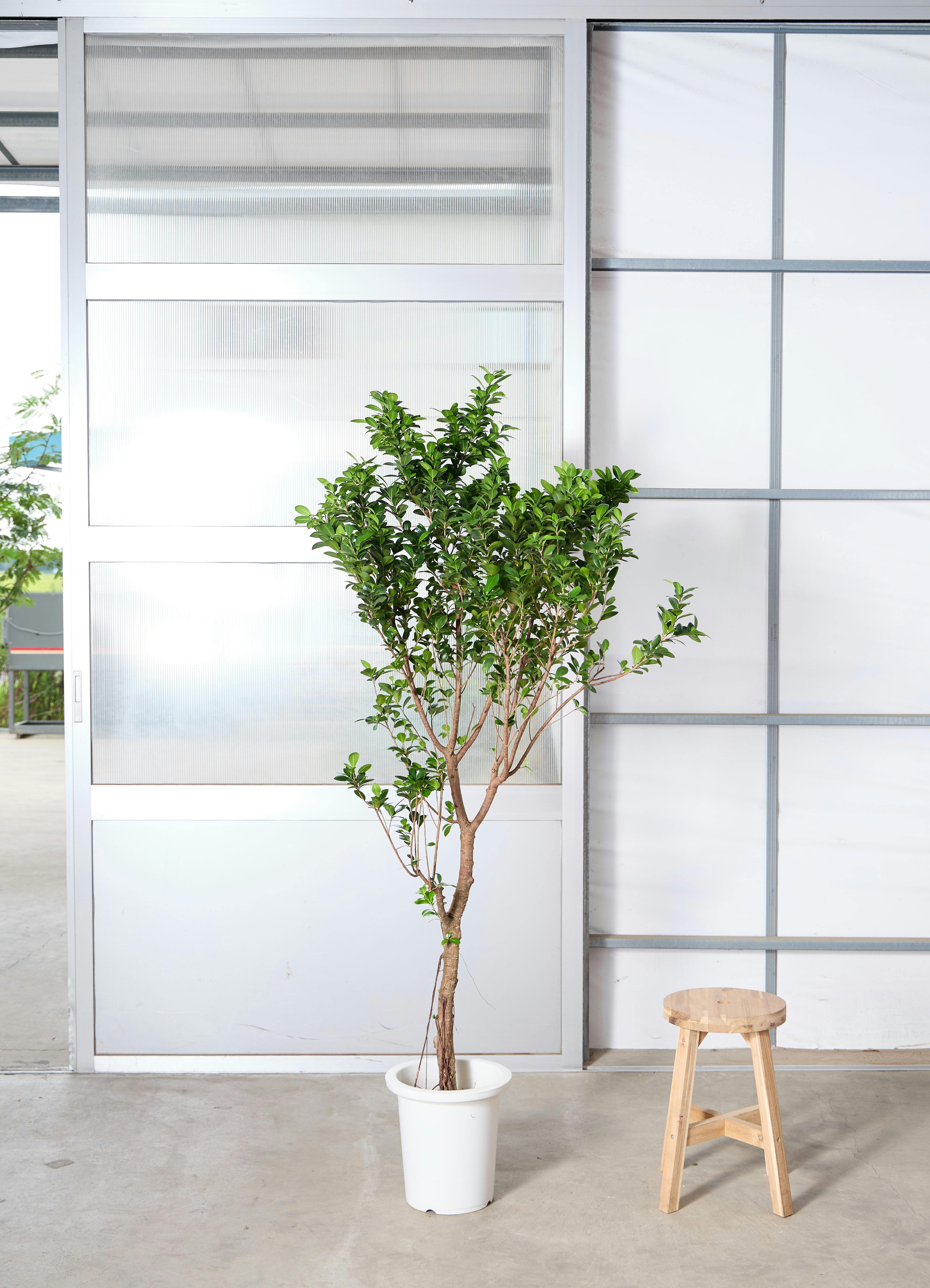 ガジュマル 1点もの（現品・現物） | 観葉植物通販HitoHana(ひとはな)