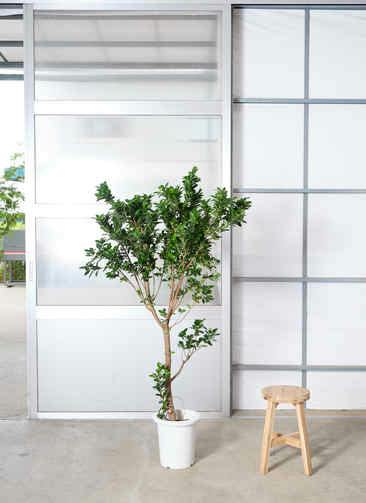 観葉植物 ガジュマル 8号 曲り プラスチック鉢 | 観葉植物ならHitoHana
