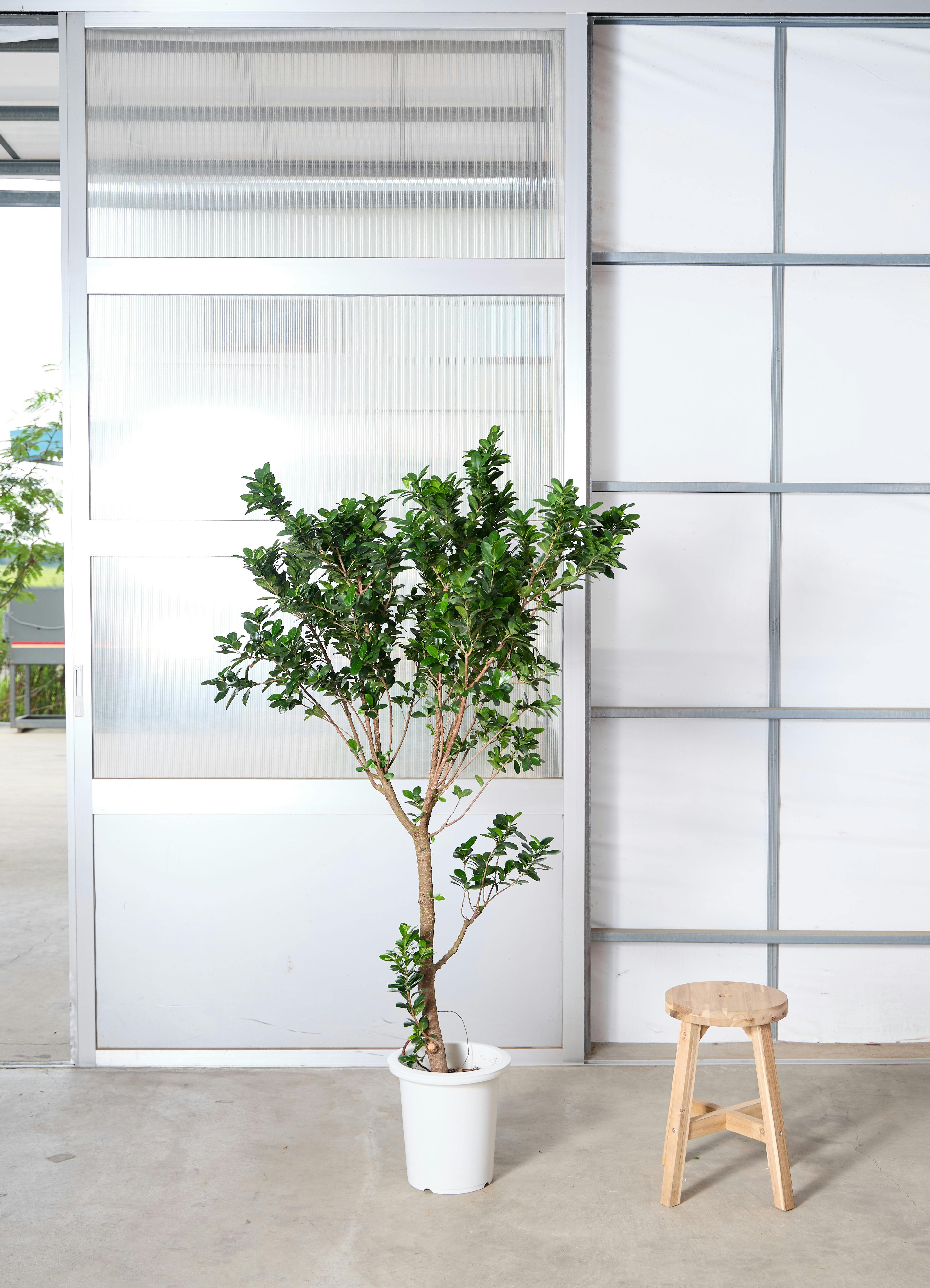 ガジュマル | 観葉植物通販 HitoHana（ひとはな）