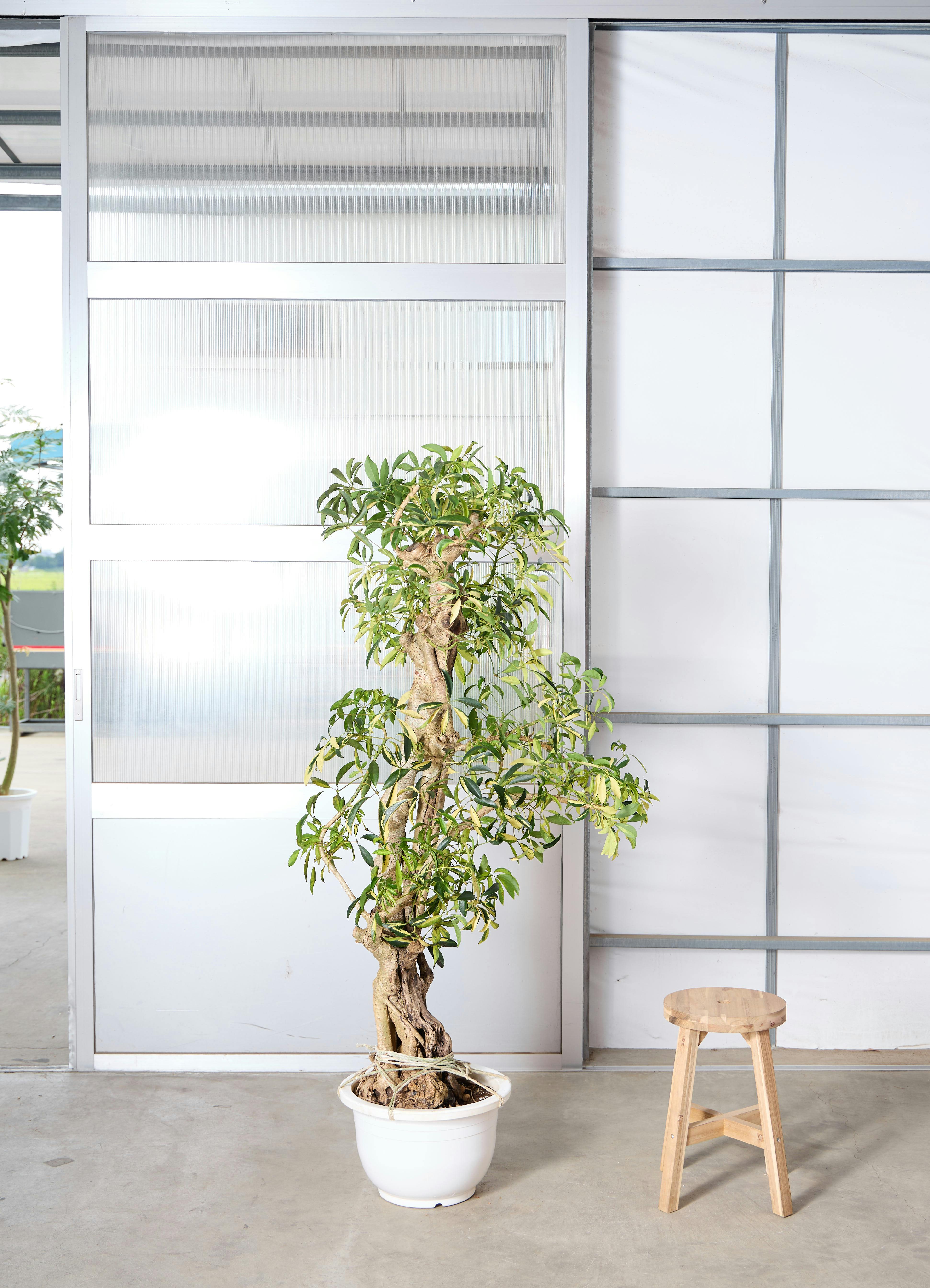 シェフレラ 大型 | 観葉植物通販HitoHana(ひとはな)