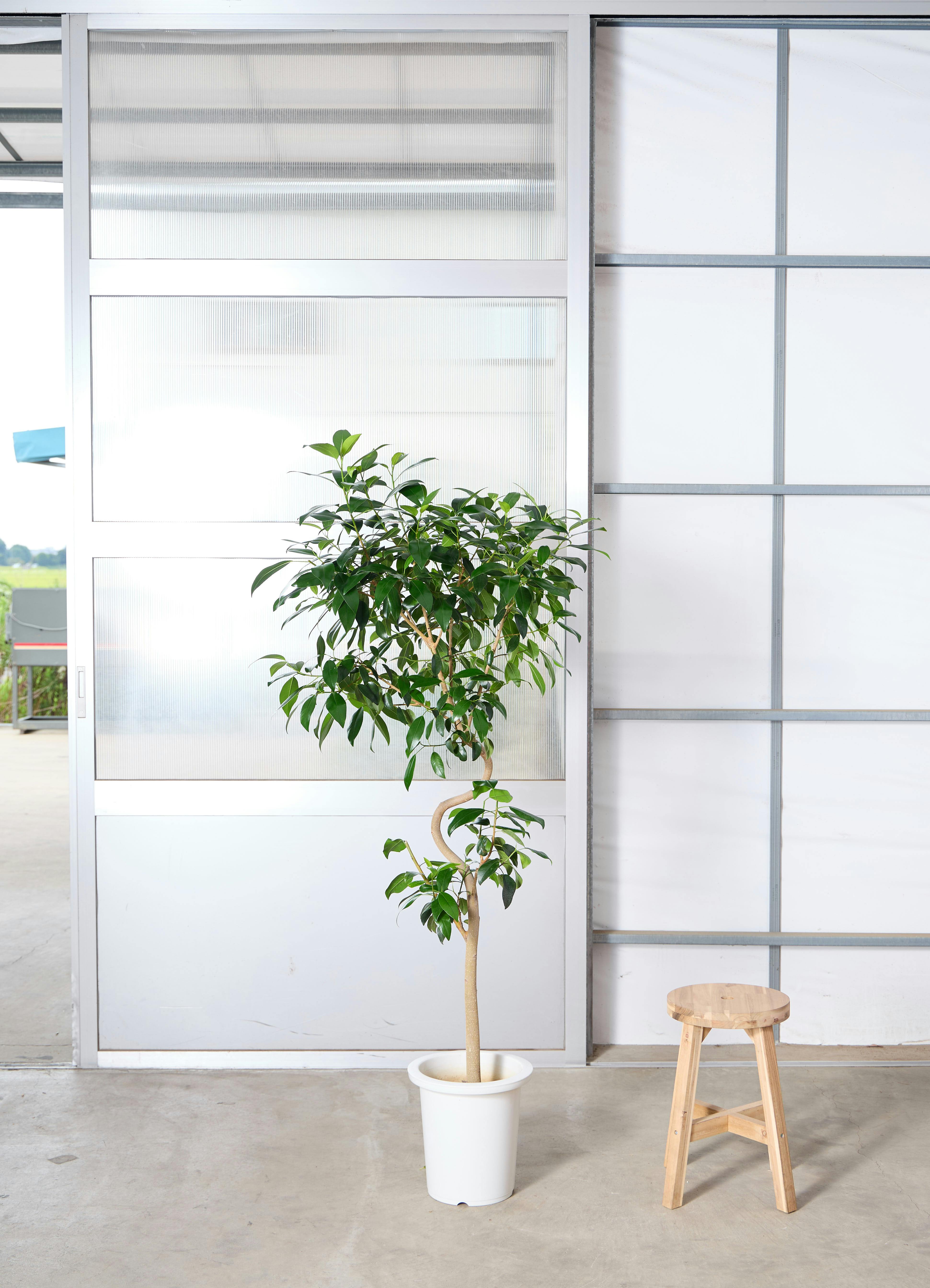 9号サイズの観葉植物 | 通販専門店 HitoHana（ひとはな）