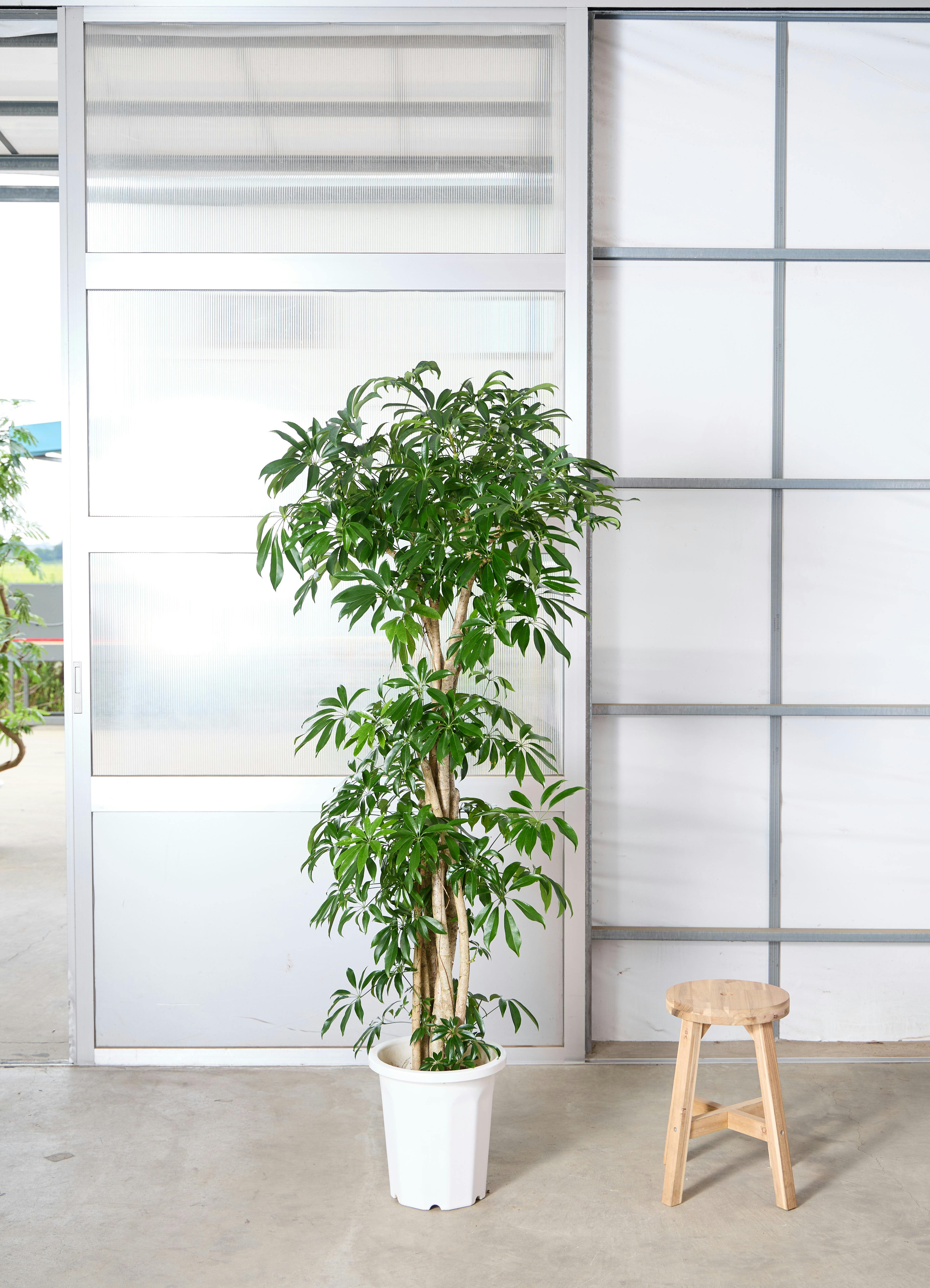 シェフレラ 大型 | 観葉植物通販HitoHana(ひとはな)