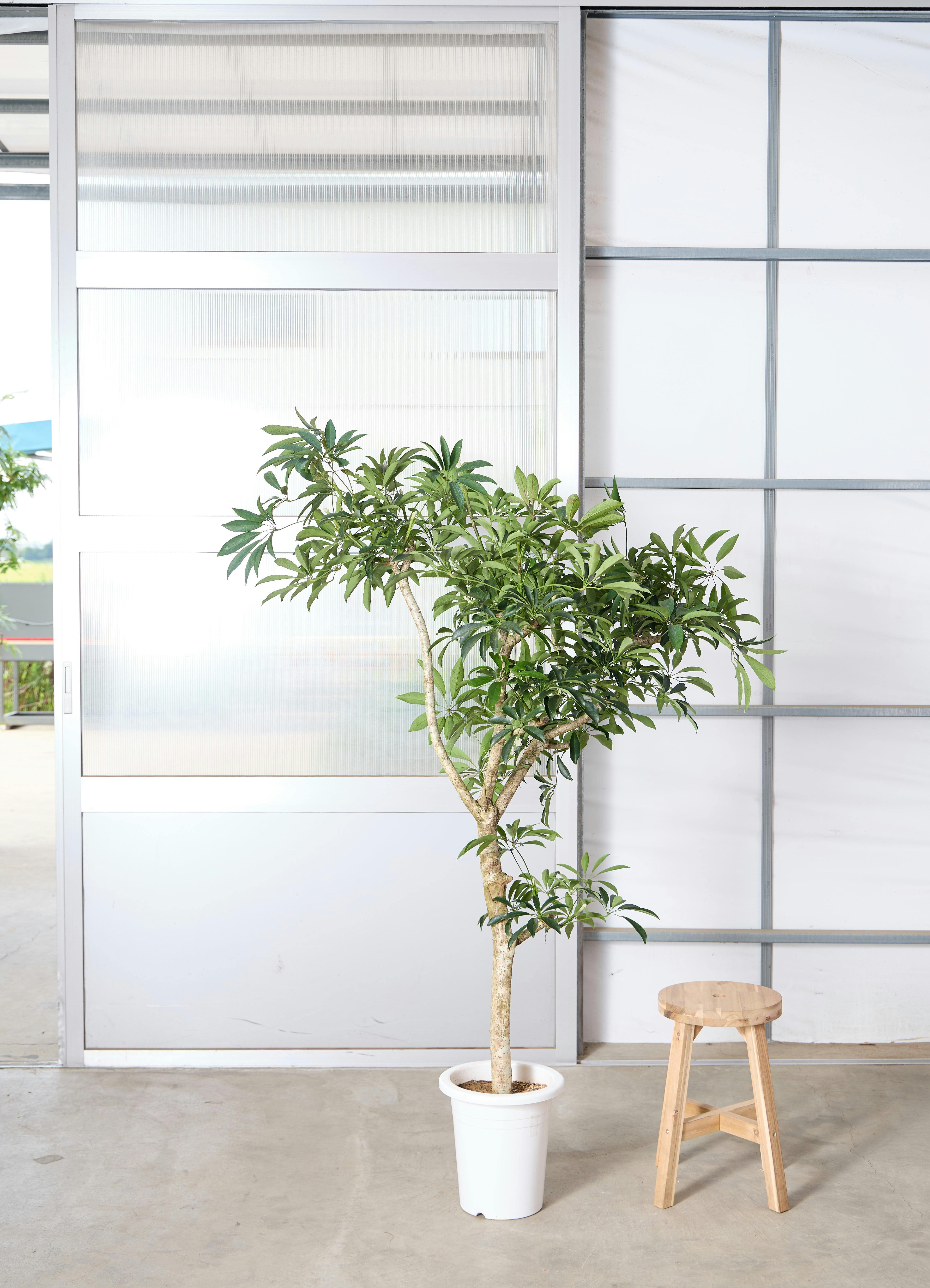 引取★5 シェフレラ　9号　観葉植物　大型　シンボルツリー 観葉植物 シェフレラ 【170cm】 9号 プラスチック鉢 #70764 ※1都3県