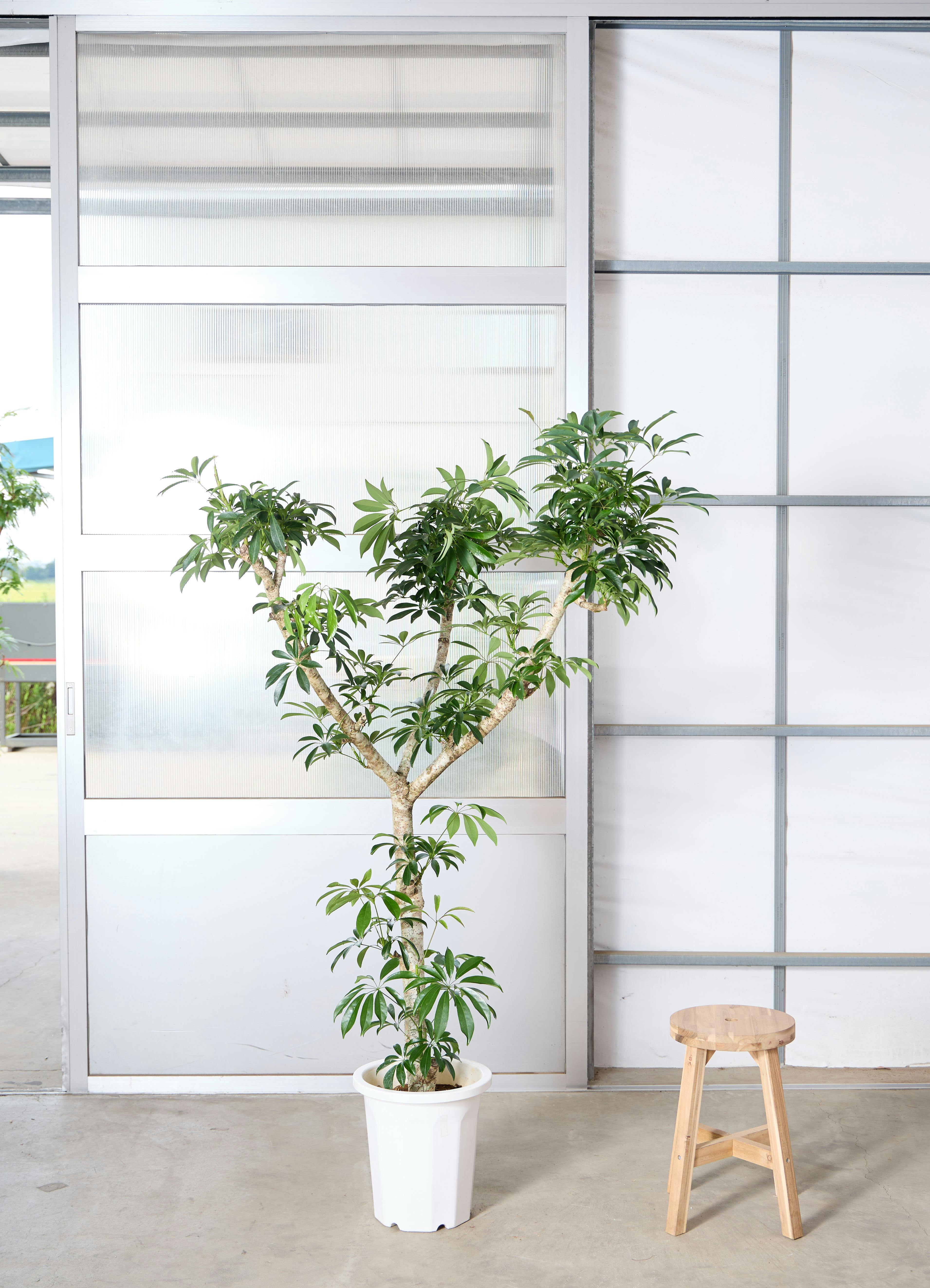 シェフレラ（カポック） 斑入り | 観葉植物の通販ならHitoHana（ひとはな）