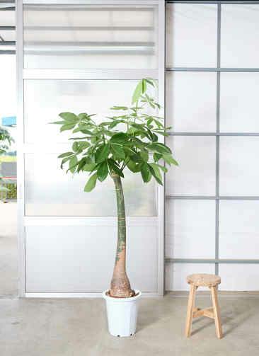 観葉植物 パキラ 7号 パラソル アートストーン ラウンド グレー 付き