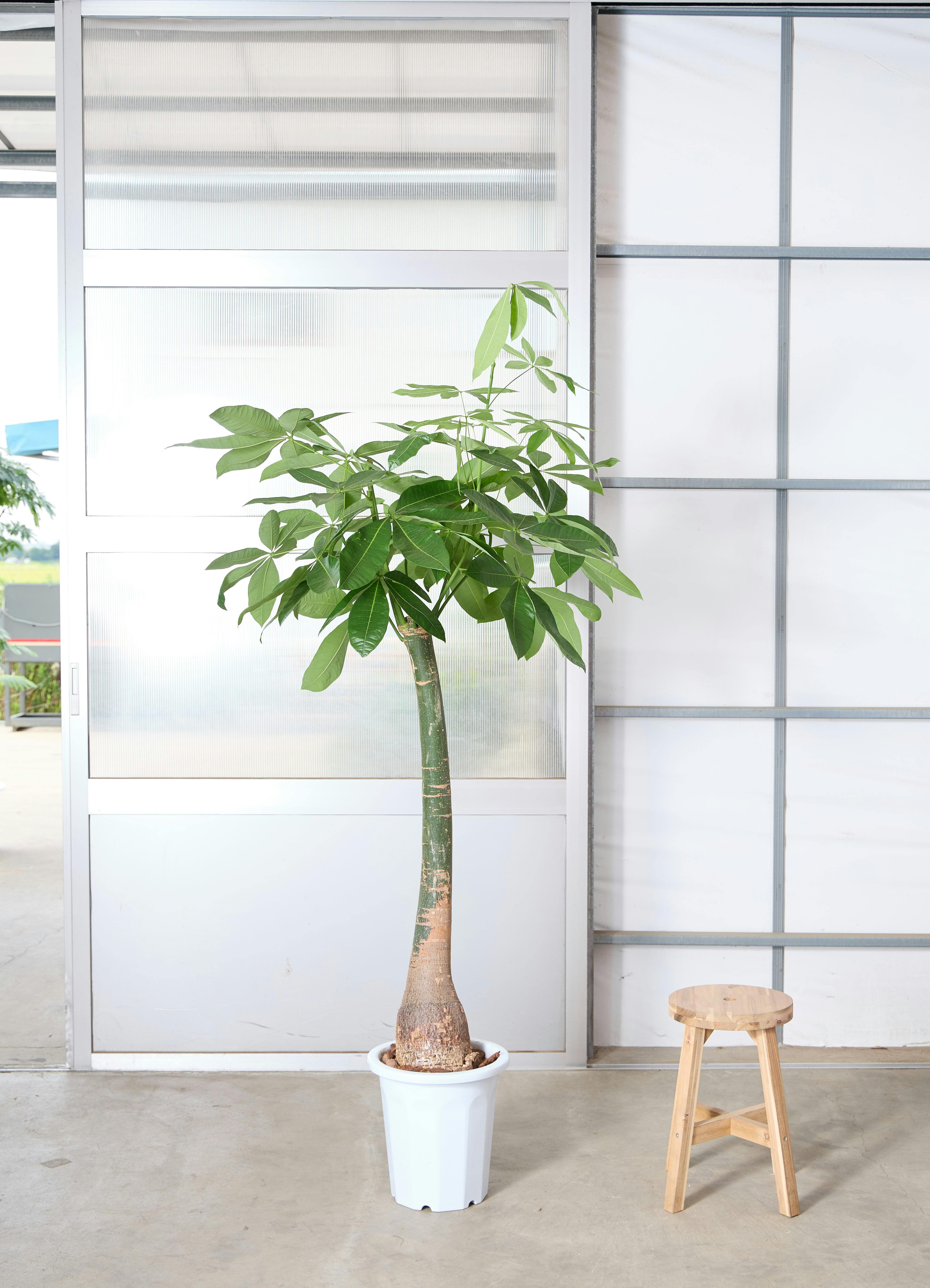 観葉植物 1点もの | 通販専門店 HitoHana（ひとはな）