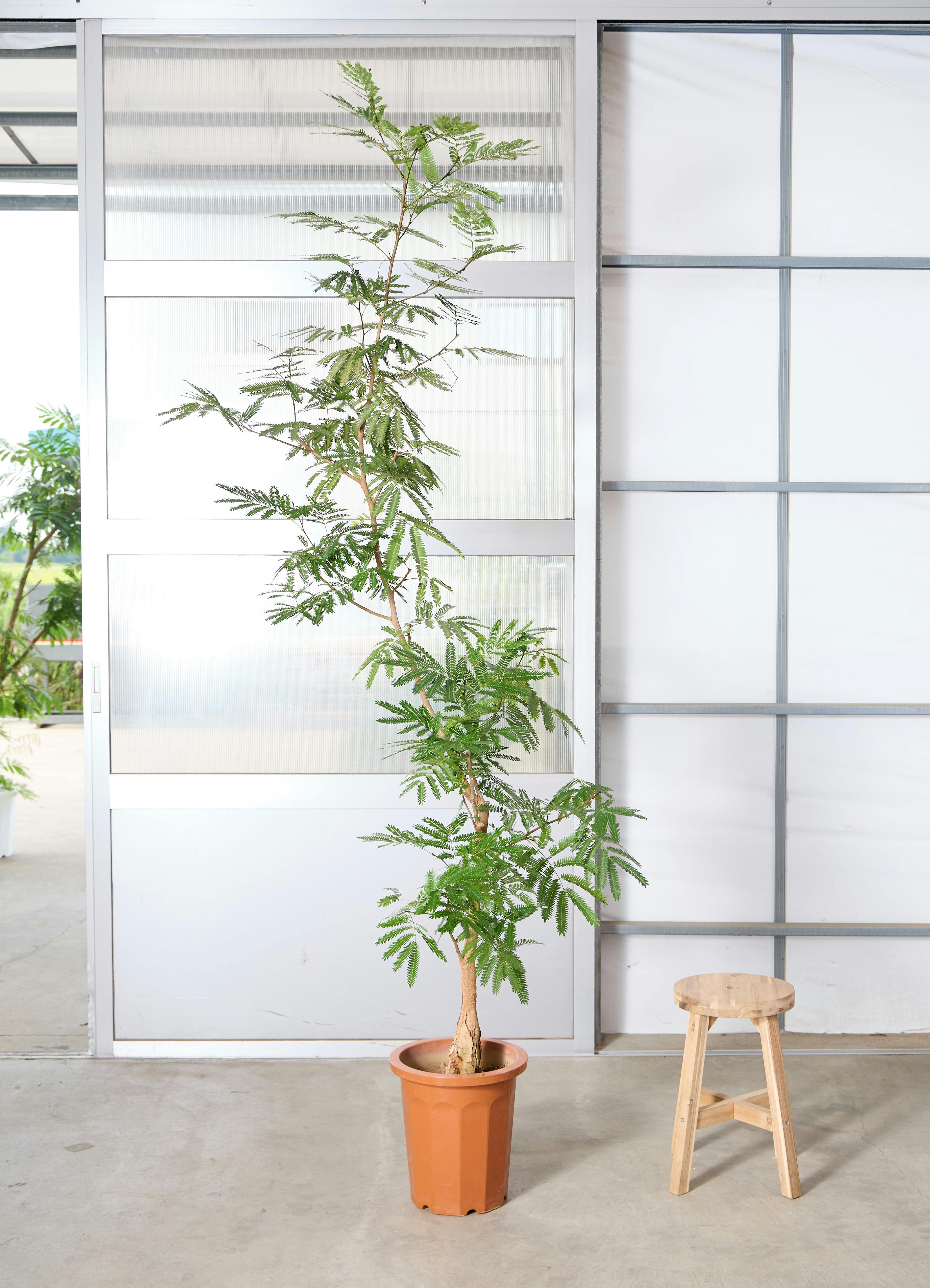 観葉植物 エバーフレッシュ【210cm】10号 プラスチック鉢 #69643 ※1都3