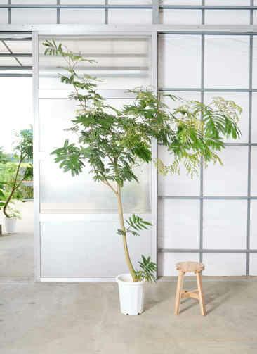 エバーフレッシュ 観葉植物 鉢植え 観葉植物 エバーフレッシュ 5号 プラスチック鉢 | 観葉植物なら