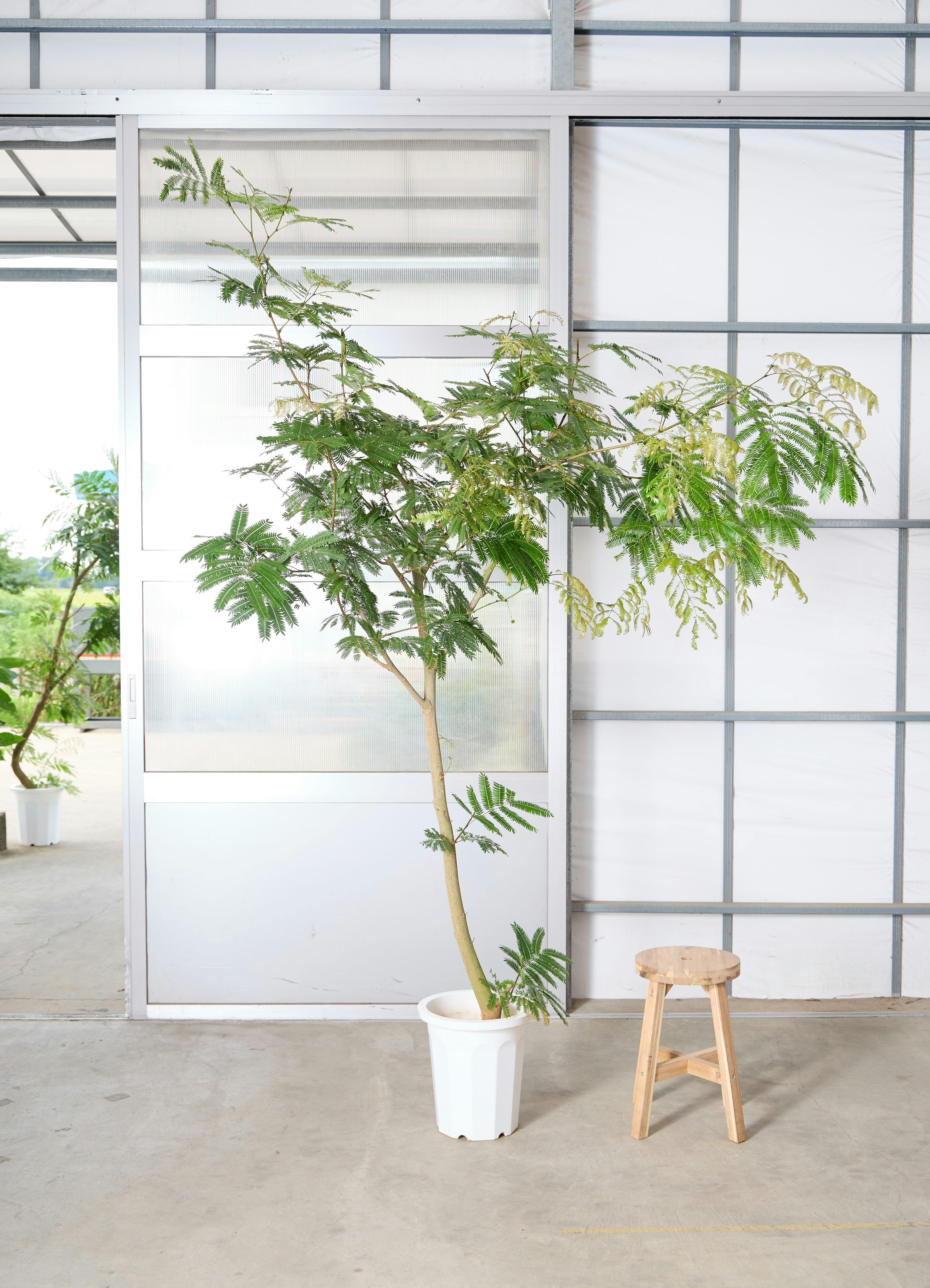 観葉 植物 激安 アウトレット