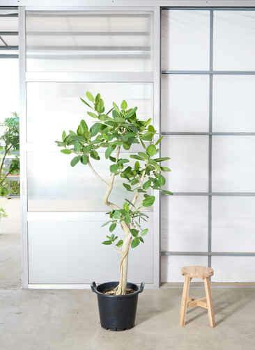 観葉植物 フィカス ベンガレンシス 7号 曲り プラスチック鉢 / 天久