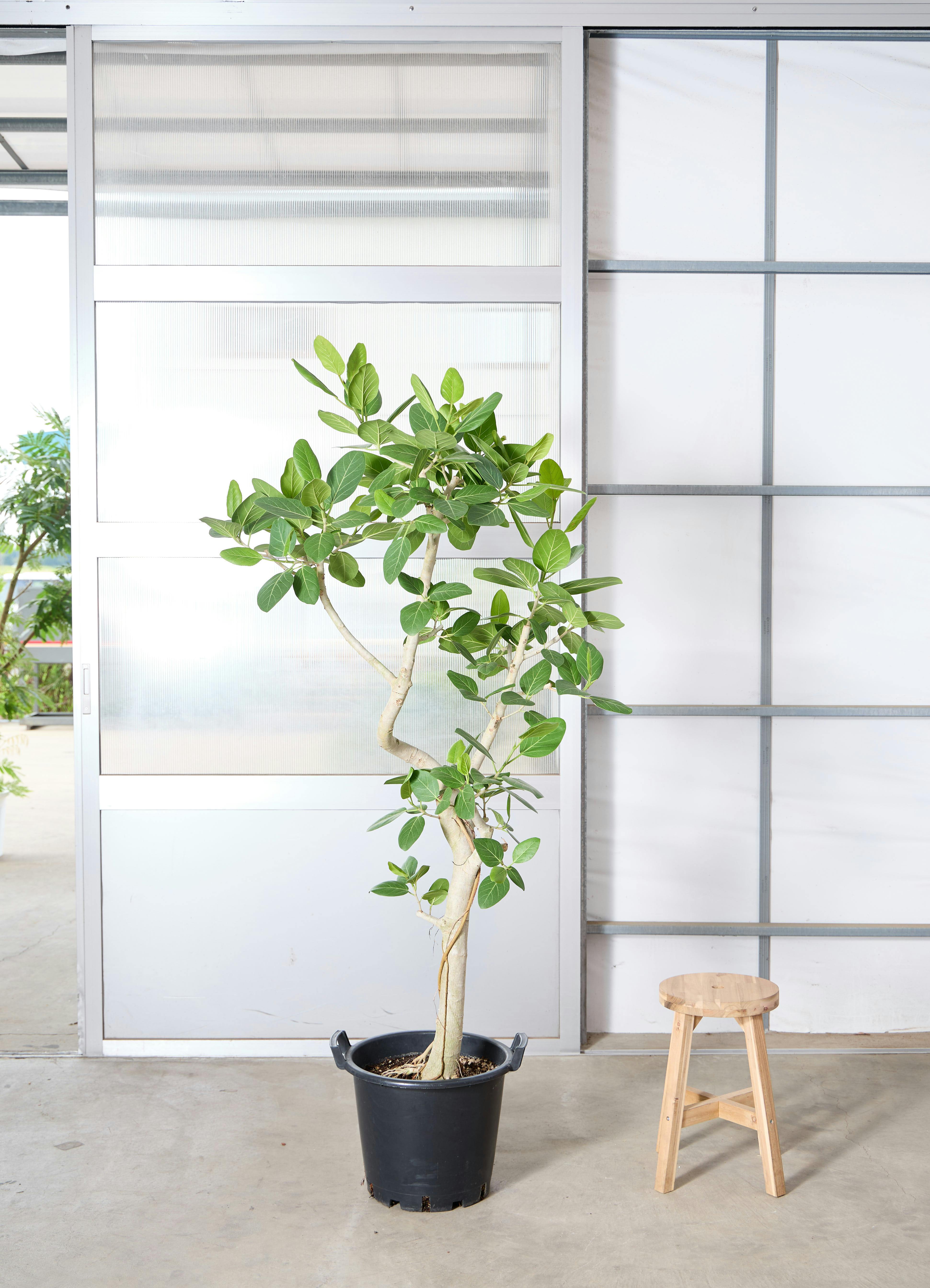 フィカス ベンガレンシス 1点もの（現品・現物） | 観葉植物 | 送料