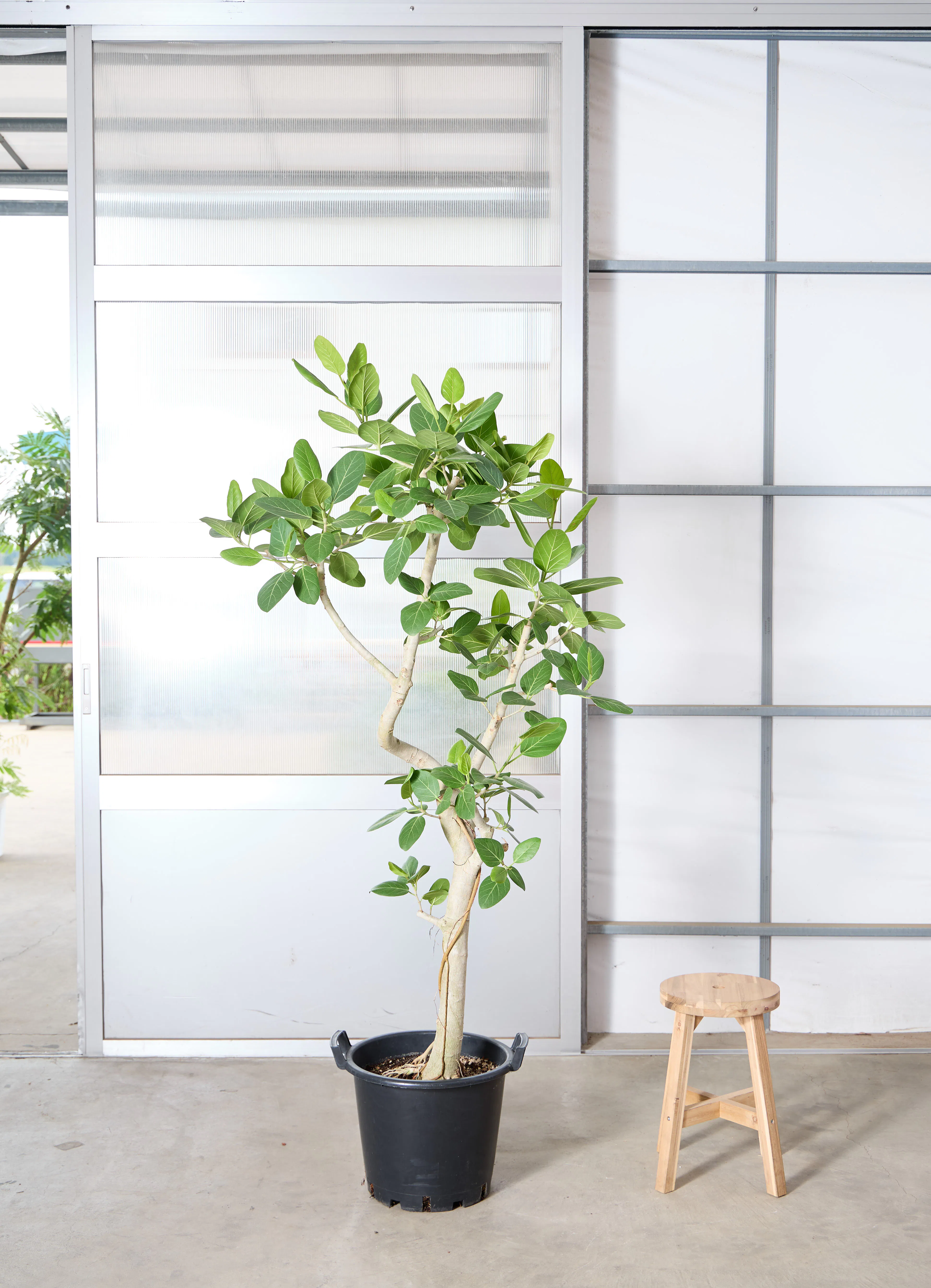 観葉 植物 激安 アウトレット