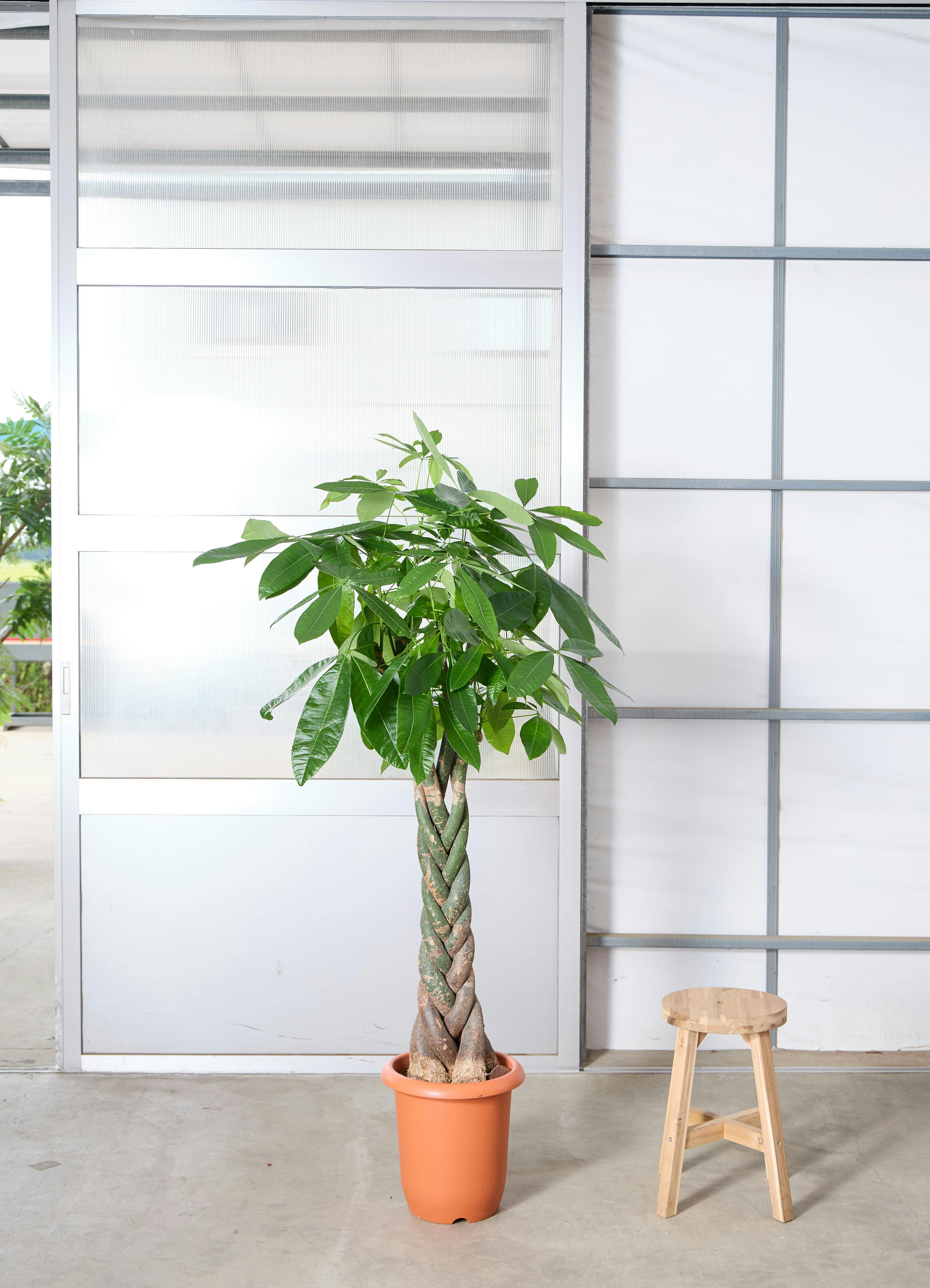 パキラ 1点もの | 観葉植物の通販ならHitoHana（ひとはな）