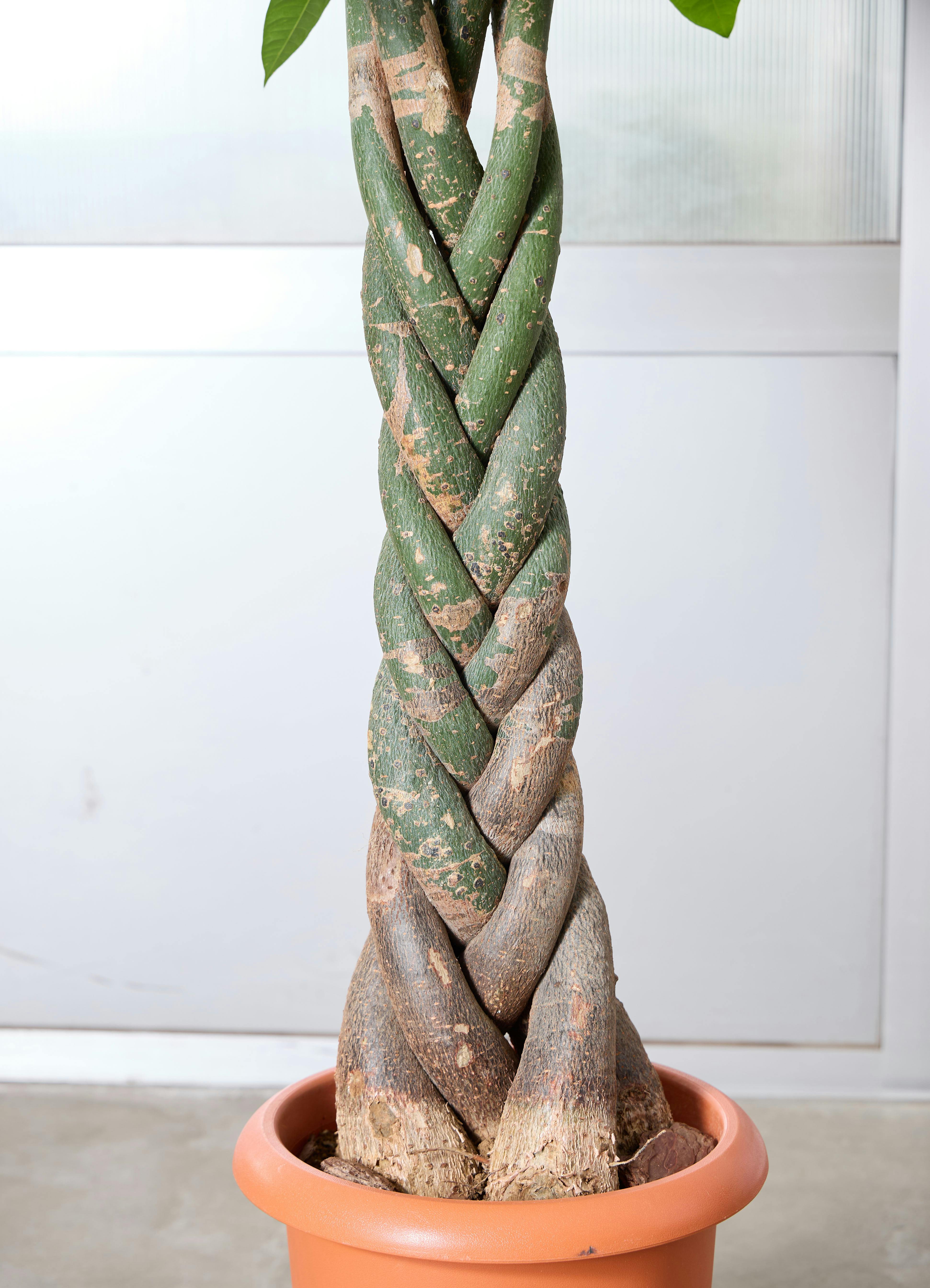 観葉植物 パキラ 【174cm】 10号 ねじり 極太 #73485 ※1都3県配送限定