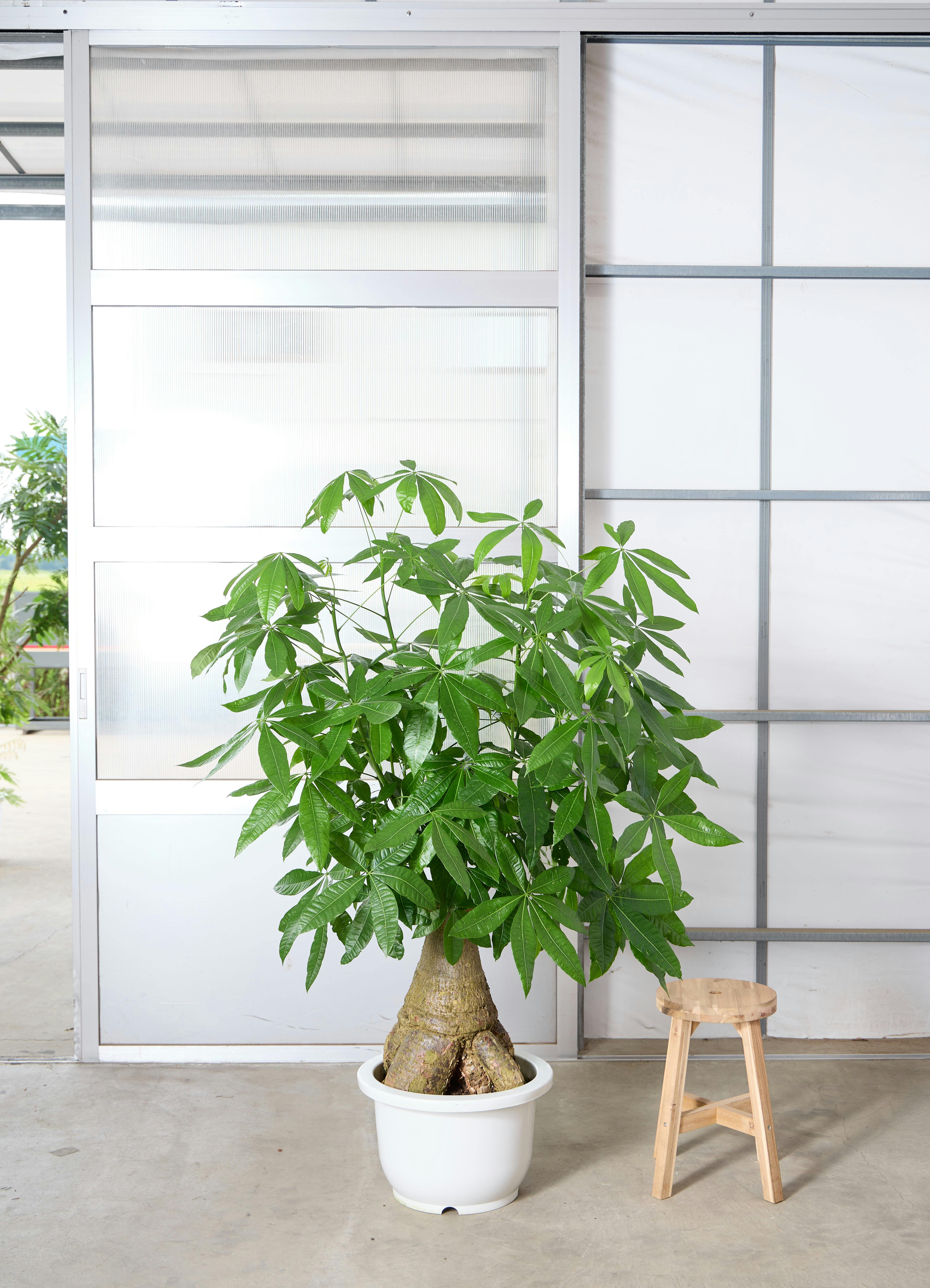 フィカス ベンガレンシス 170センチ　1尺2 現品 フィカス ベンガレンシス 1点もの（現品・現物） | 観葉植物 | 送料