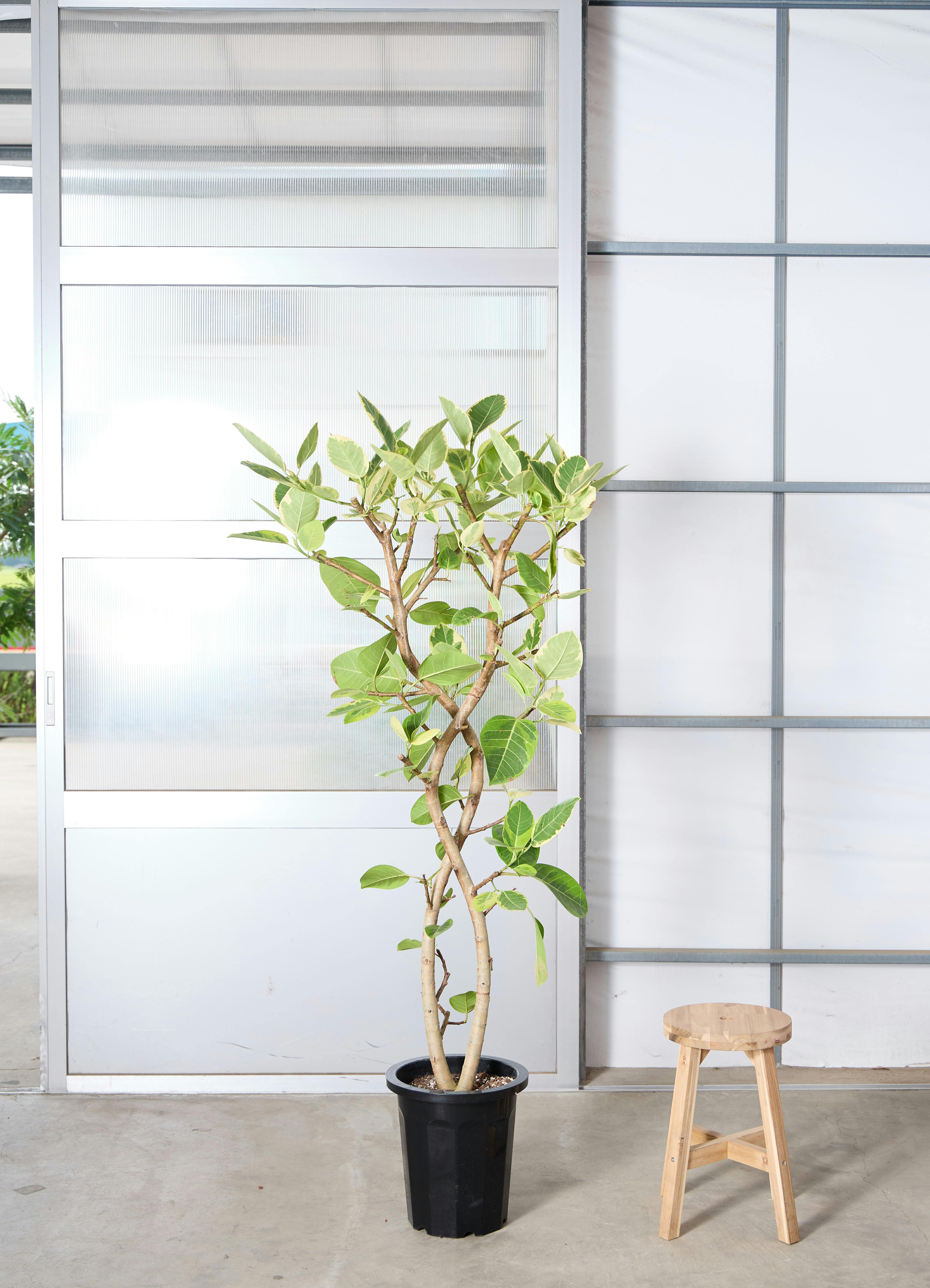 観葉植物 フィカス アルテシーマ 風水 | HitoHana（ひとはな）