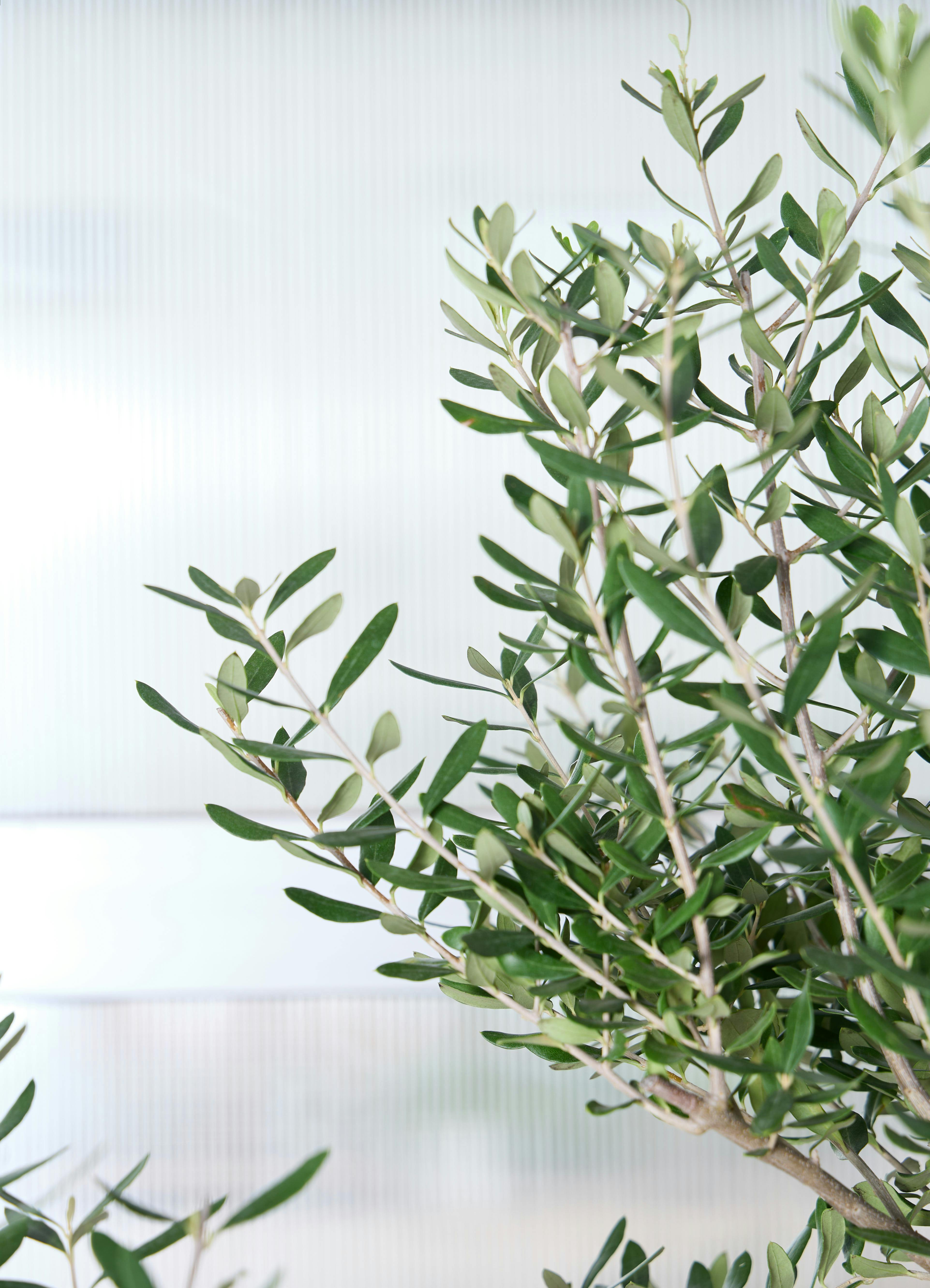 観葉植物 オリーブの木 【185cm】 10号 創樹 チプレッシーノ #73487 ※1