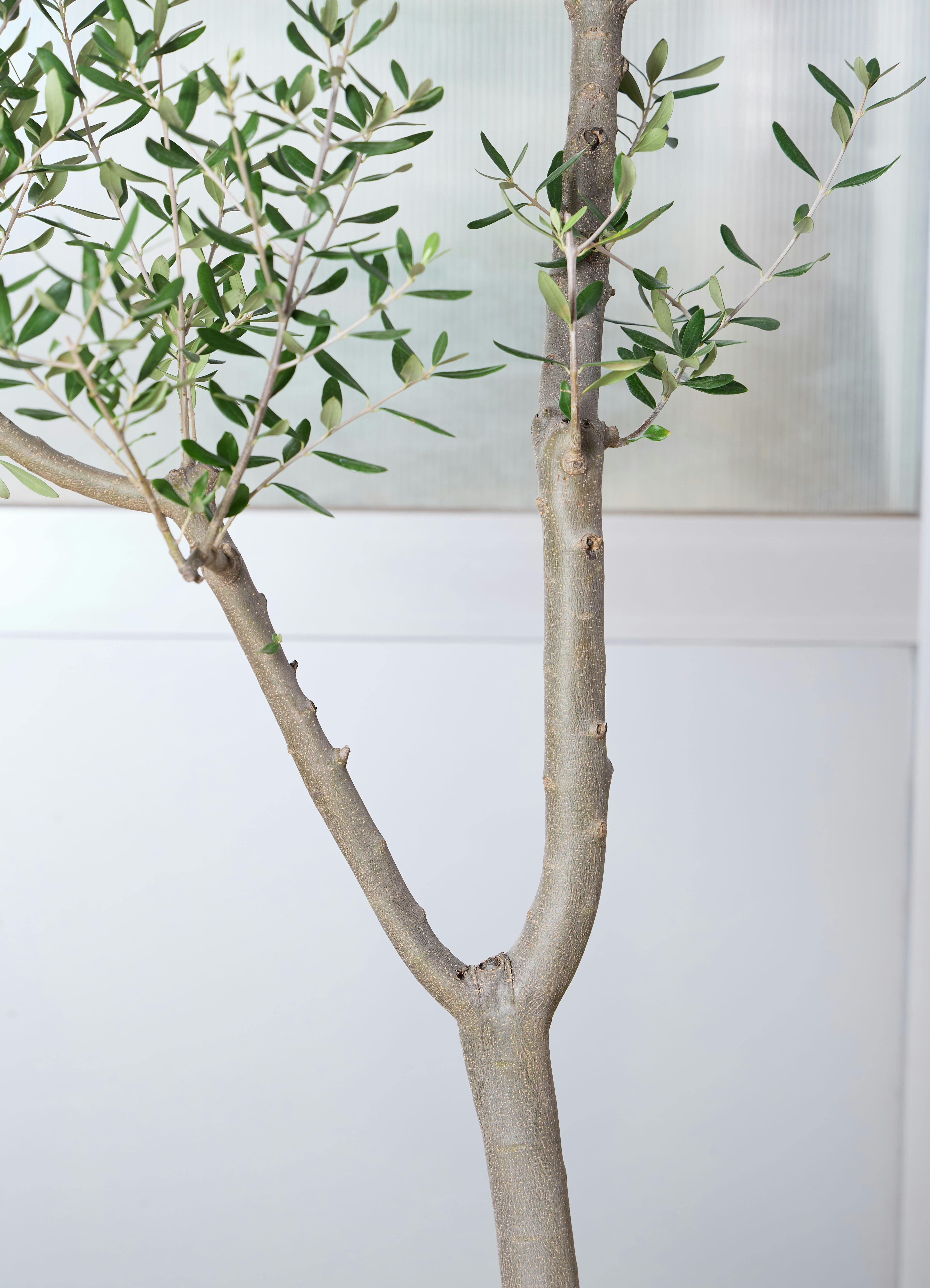 オリーブの木 シプレッシーノ 185cm❗ 大型10号 整った樹形 綺麗な葉色 観葉植物 オリーブの木 【185cm】 10号 創樹 チプレッシーノ #73487 ※1