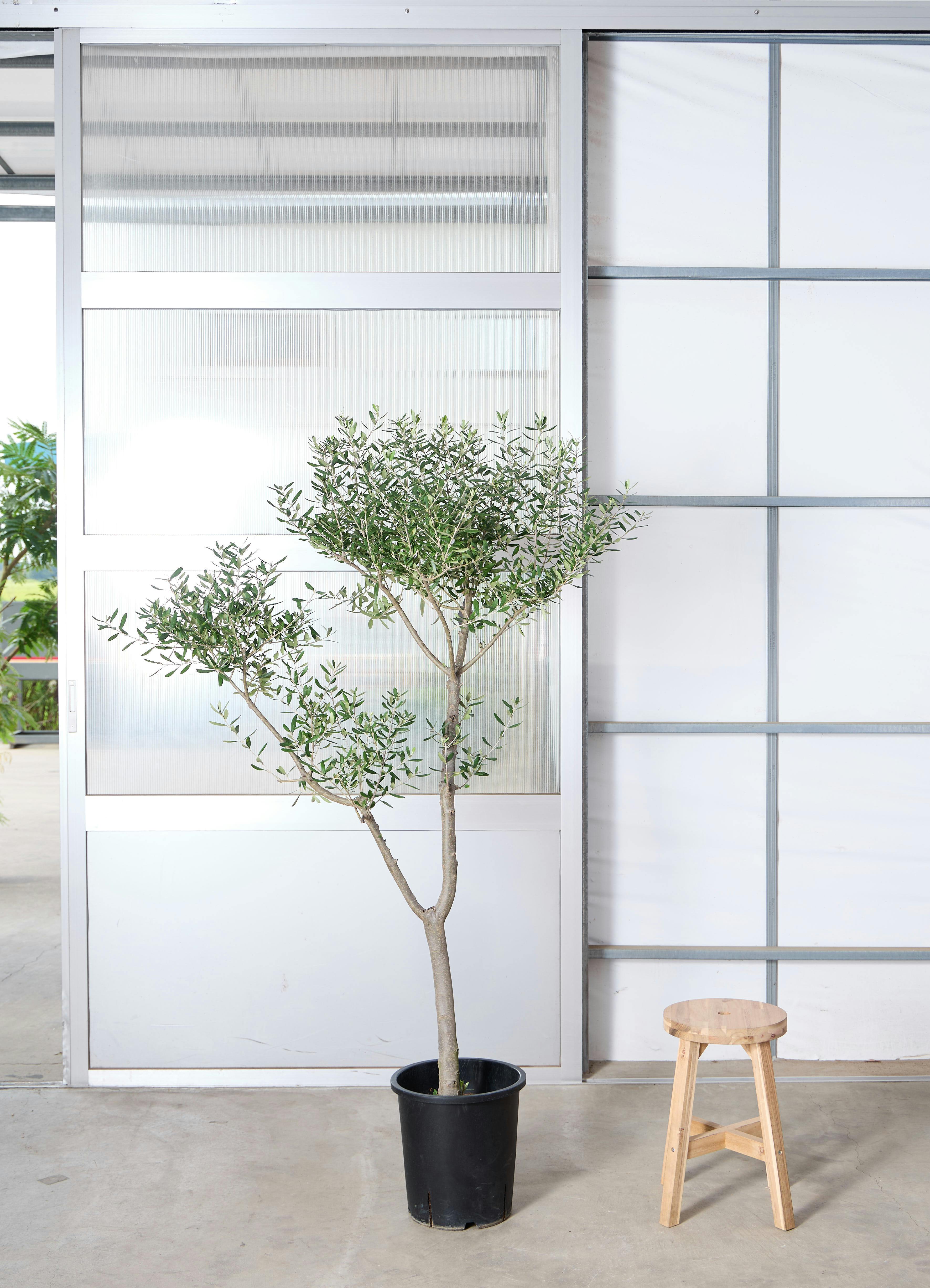 オリーブの木 創樹 | 観葉植物通販HitoHana(ひとはな)