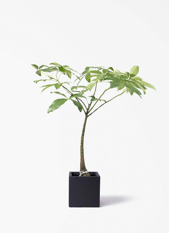 観葉植物 ドラセナ パープルコンパクタ 8号 ベータ キューブプランター