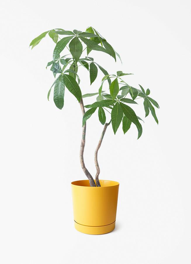 7号サイズの観葉植物 | 通販専門店 HitoHana（ひとはな）