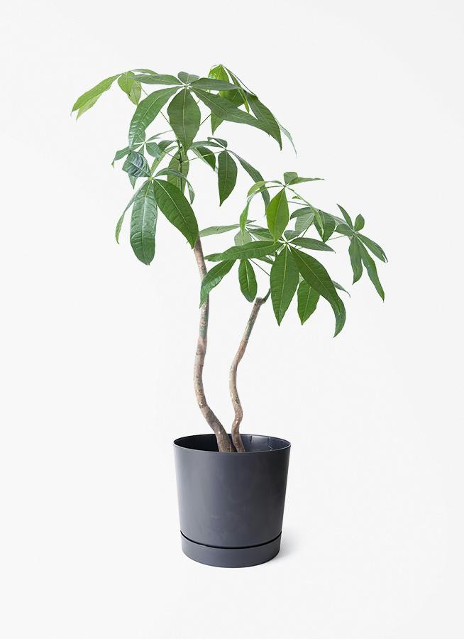 観葉植物 フィロデンドロン 7号 セローム ヒトデカズラ 根あがり