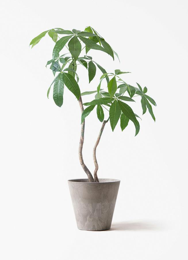 観葉植物 パキラ 7号 曲り 2本立ち アートストーン ラウンド グレー
