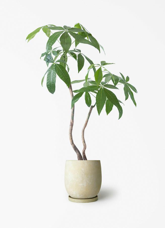 観葉植物 パキラ 140cm 140cm〜160cmの観葉植物 | 通販専門店 HitoHana（ひとはな）