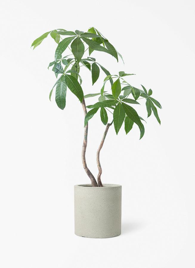 パキラ 7号 | 観葉植物の通販ならHitoHana（ひとはな）