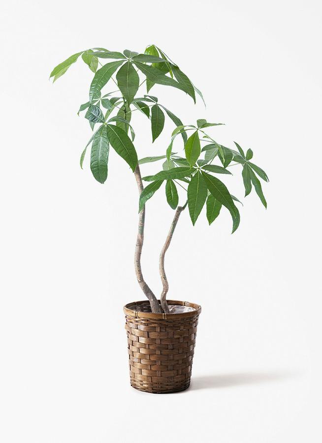 観葉植物 パキラ 7号 曲り 2本立ち 竹バスケット 付き | 観葉植物なら