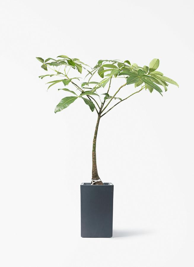 観葉植物 オリーブの木 8号 バロウニ ミロスロング 墨 付き / 小倉園