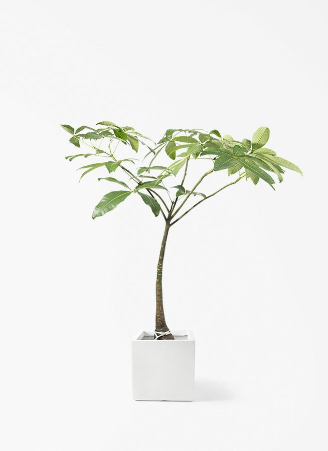 パキラ パラソル | 観葉植物の通販ならHitoHana（ひとはな）