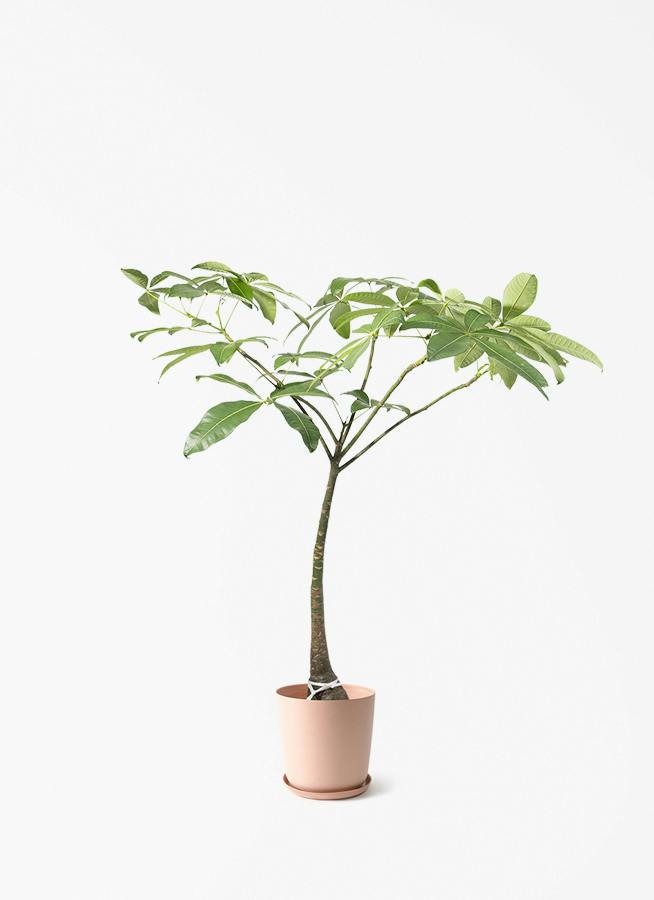 観葉植物 アロカシア 8号 オドラ（クワズイモ） エステリ ピンク 付き