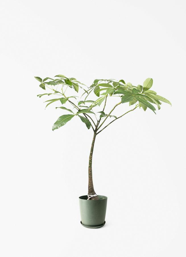 パキラ パラソル | 観葉植物の通販ならHitoHana（ひとはな）