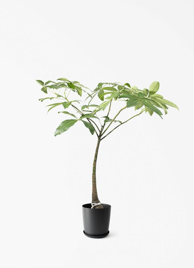 パキラ | 観葉植物の通販ならHitoHana（ひとはな）