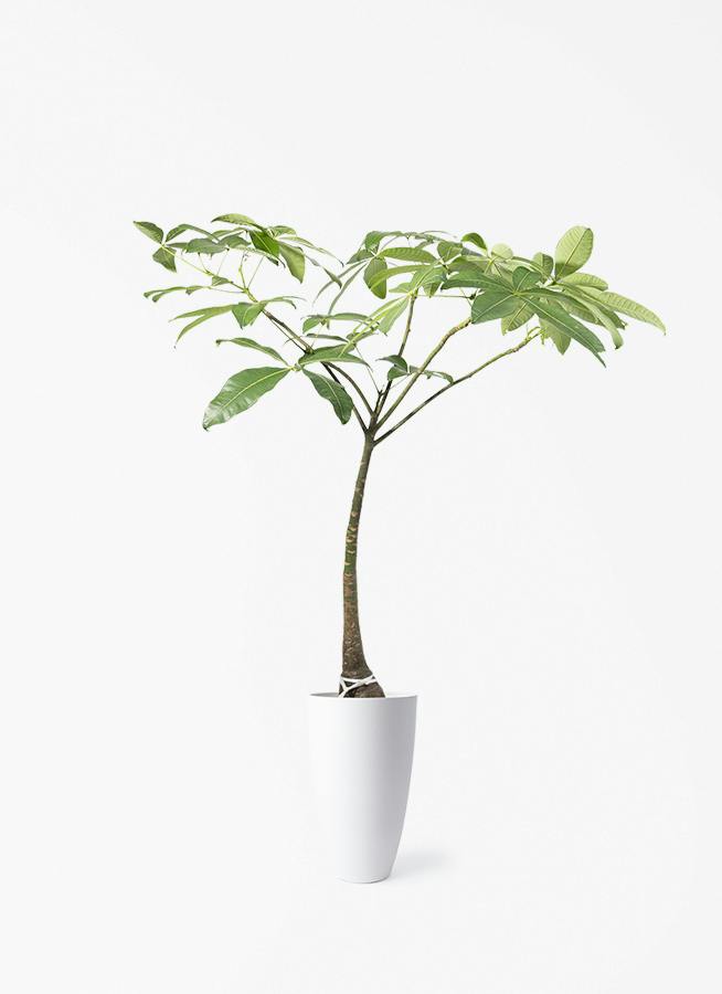 観葉植物 ドラセナ コンシンネ 8号 曲り（龍）トリカラー フォレスト