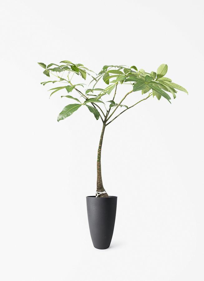 観葉植物 ドラセナ リフレクサ 8号 フォレストトール ブラック 付き