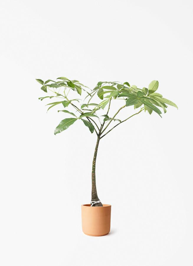 観葉植物 カシワバゴム バンビーノ 8号 曲がり インティ シリンダー