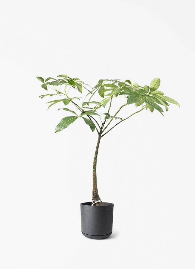 観葉植物 ガジュマル 8号 パンダ ライム ドゥオ ユーポット＆ソーサー