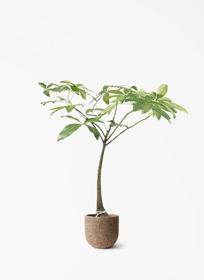 パキラ | 観葉植物の通販ならHitoHana（ひとはな）