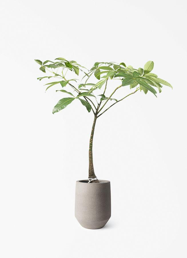 オリーブの木　アルベキナ 観葉植物 オリーブの木 8号 アルベキーナ パボ トール アースブラウン