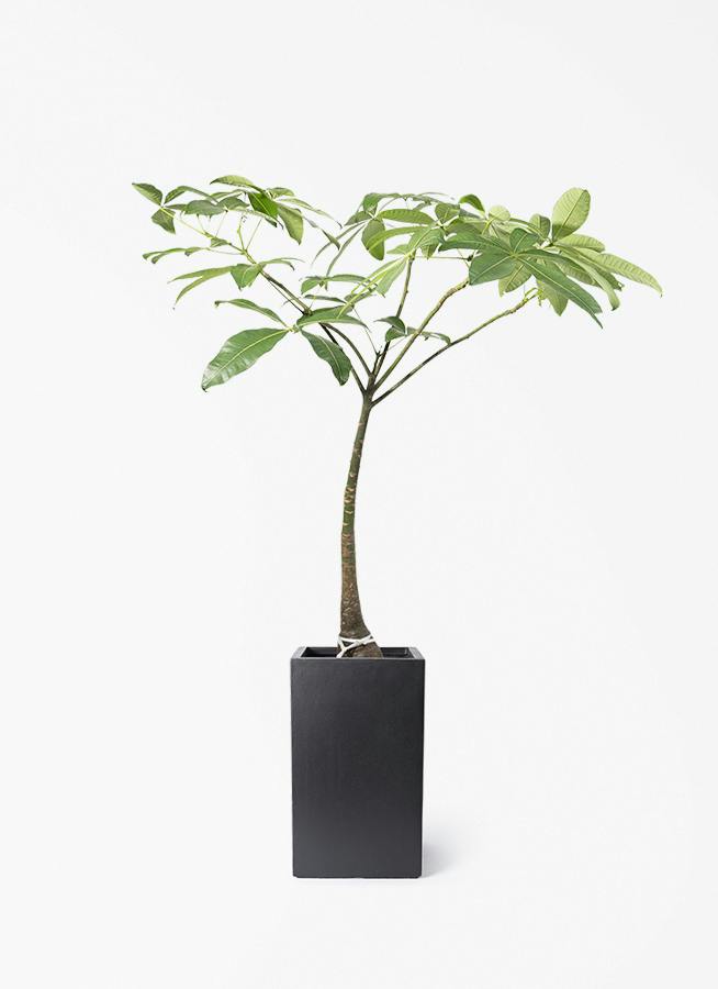 トックリラン 観葉植物 大型 観葉植物 トックリラン ポニーテール 8号 シグマ 角柱プランター